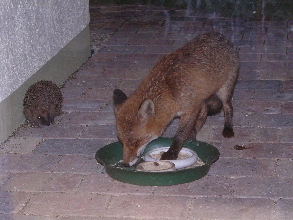 Igel und Fuchs